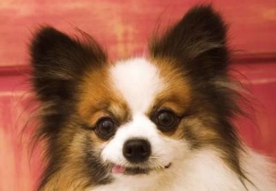 ​导盲犬的作用 导盲犬真的那么厉害吗？