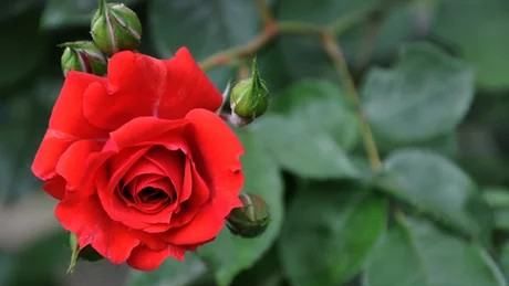 玫瑰花送几朵代表什么,送玫瑰花几朵各代表什么图1