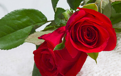 玫瑰花送几朵代表什么,送玫瑰花几朵各代表什么图4