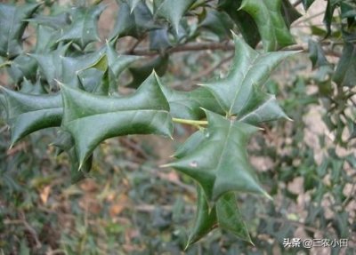 ​这就是“枸骨”树，全身是宝，治风湿痹痛，还有观赏价值，了解下