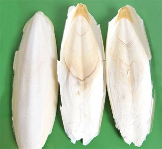 ​海螵蛸的副作用 中药材海螵蛸