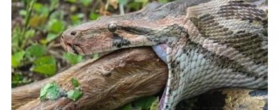 ​世界上最大的蛇有多大？