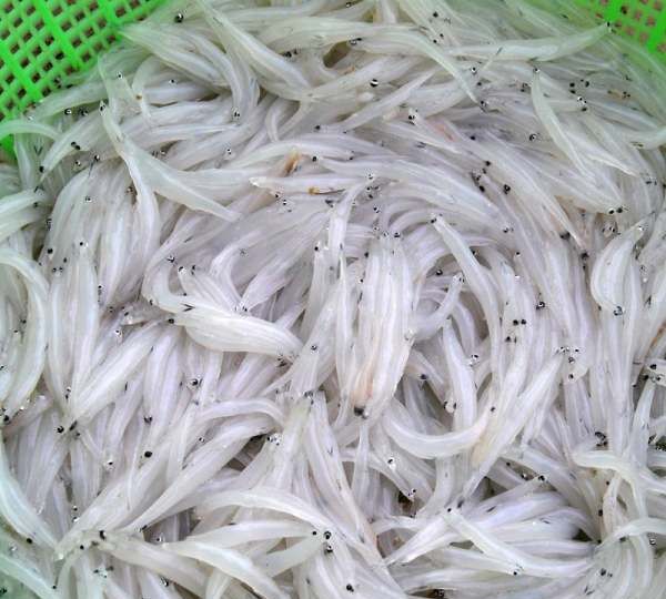 小银鱼干的做法,干银鱼的简单做法大全有哪些图3