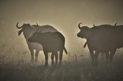 ​属牛的三大贵人：属鼠、属蛇和属鸡