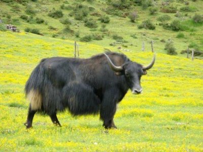 ​牛葆圣方：牦牛鞭的新吃法