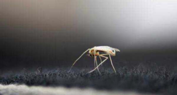 怎么抓蚊子一开灯就不见了,半夜睡觉被蚊子吵醒是好还是坏图9