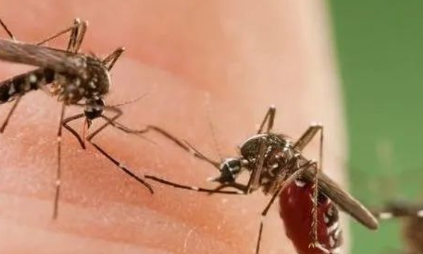 怎么抓蚊子一开灯就不见了,半夜睡觉被蚊子吵醒是好还是坏图4