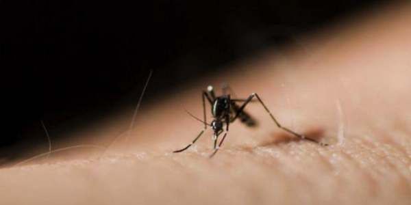 怎么抓蚊子一开灯就不见了,半夜睡觉被蚊子吵醒是好还是坏图6