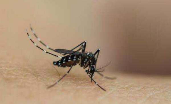 怎么抓蚊子一开灯就不见了,半夜睡觉被蚊子吵醒是好还是坏图7