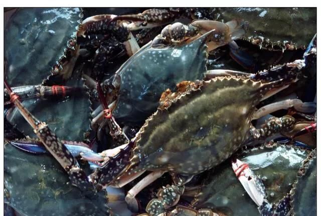 馇子怎么炒，炒叉子怎么做好吃？图5