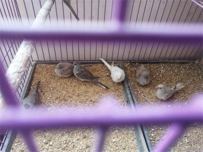 ​世界上最小的鸽子雪鸽