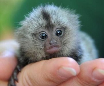 ​世界上最小的猴子狨猴，竟然只有拇指大