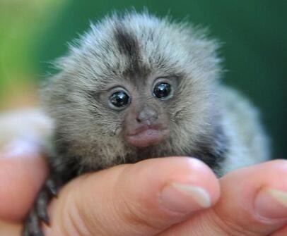 世界上最小的猴子狨猴,竟然只有拇指大