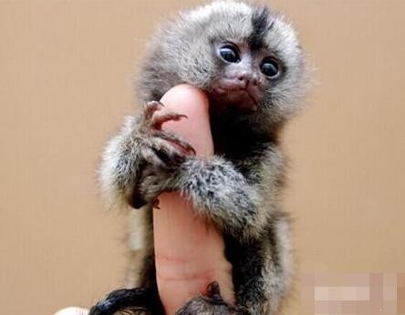 世界上最小的猴子狨猴,竟然只有拇指大