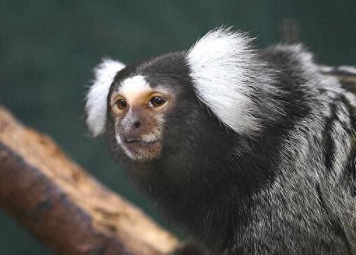 世界上最小的猴子狨猴,竟然只有拇指大