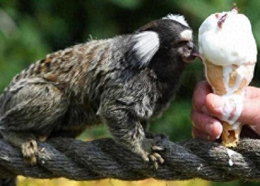 世界上最小的猴子狨猴,竟然只有拇指大