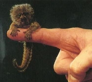 世界上最小的猴子狨猴,竟然只有拇指大