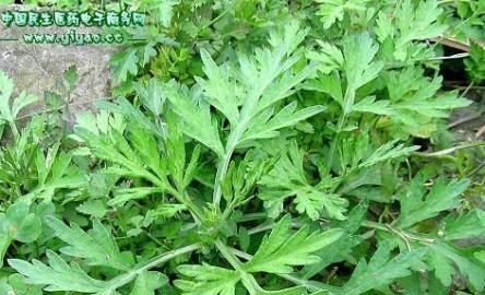 端午节礼物，端午节除了送粽子,还可以送什么礼物？图7