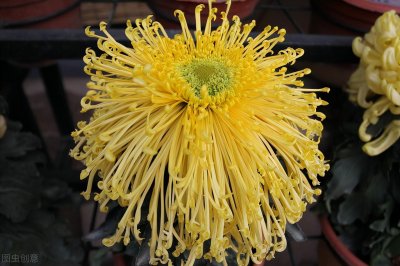 ​经期能喝菊花茶吗（喝菊花茶的好处和禁忌你知道多少？）