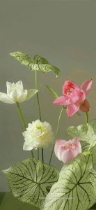 ​莲花壁纸｜听说莲花在佛教中寓意着福慧双全，幸福美满！