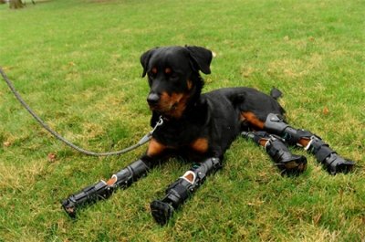 ​让孩子看到后远离！世界公认十大最凶残的宠物狗！