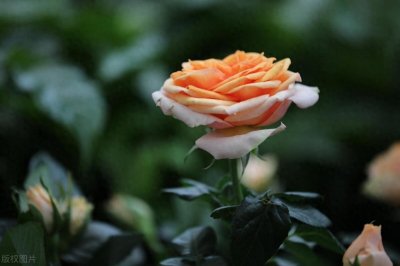 ​月季新叶子卷曲的解决方法