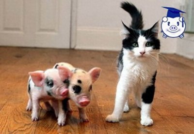 ​谁说猪又丑又脏？可爱的迷你猪萌你一脸血！