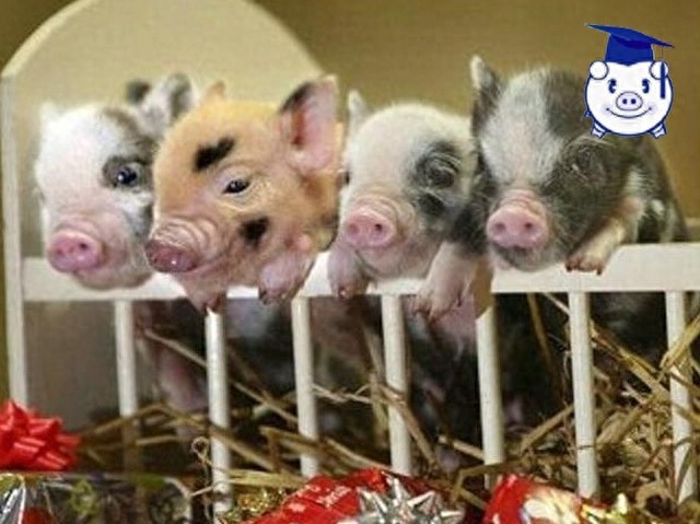 谁说猪又丑又脏？可爱的迷你猪萌你一脸血！