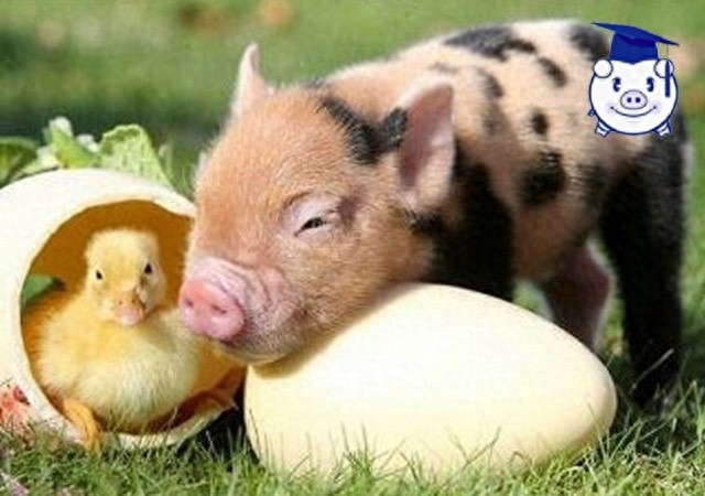 谁说猪又丑又脏？可爱的迷你猪萌你一脸血！