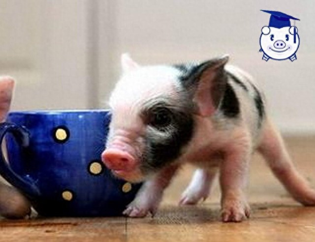 谁说猪又丑又脏？可爱的迷你猪萌你一脸血！