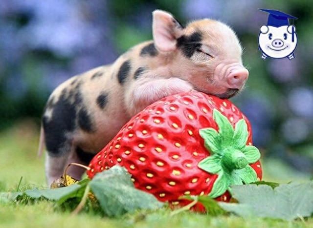 谁说猪又丑又脏？可爱的迷你猪萌你一脸血！