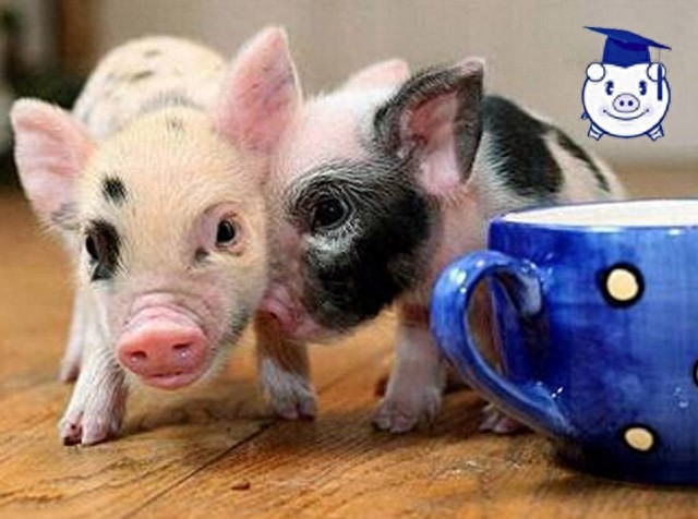 谁说猪又丑又脏？可爱的迷你猪萌你一脸血！