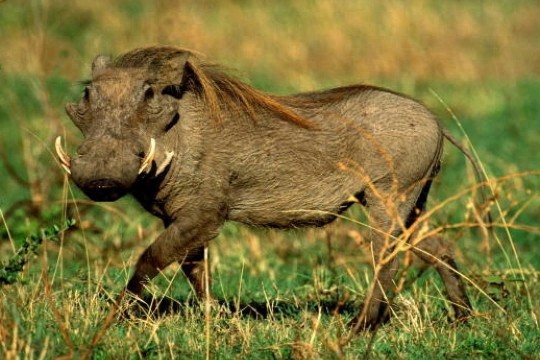 世界上最丑的动物:长獠牙的疣猪,居然可以数月不喝水