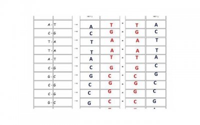 ​巴甫洛夫撩妹（巴甫洛夫的狗,极川）