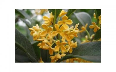 ​老虎斑多少钱一斤