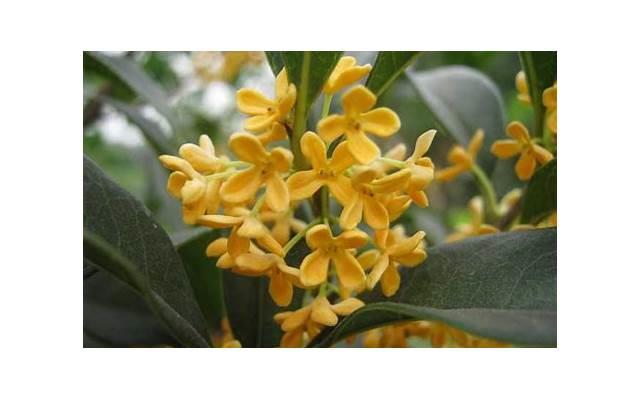 老虎斑多少钱一斤