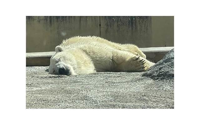 射手座的太阳光晕神秘现象探究
