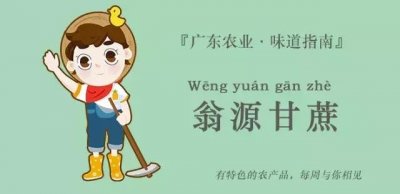 ​冬天到了，你知道甜似初恋的黑皮甘蔗吗？