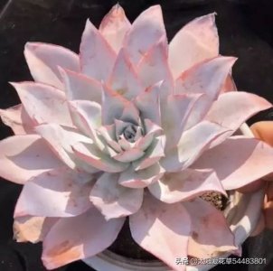 ​怎么养殖多肉广寒宫？掌握5个小妙招，株型紧凑又漂亮