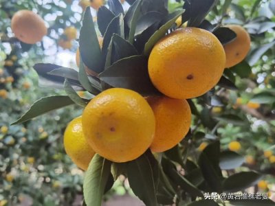 ​黄岩蜜桔的原产地域保护是否可以涵盖台州三区