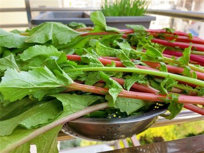 ​吃完萝卜，别把叶子扔掉，教你一招，萝卜叶子配粥、烧菜都不错