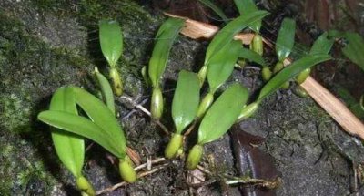 ​独叶岩珠附生于林内树上或石壁上，狭长圆形或倒卵状披针形