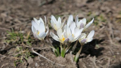 ​昭苏雪中绽放的野百合