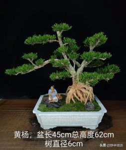 ​黄杨盆景作品