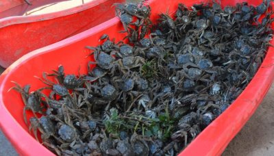 ​2两半85元！今冬盘锦河蟹价格创20年新高