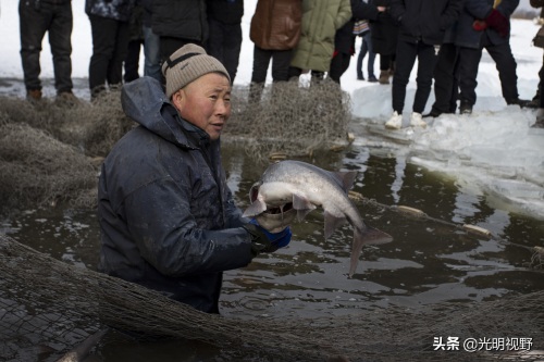 吉林：山沟里的鸭嘴鱼遭市民哄抢，渔民一天捕一万斤，每斤卖80元