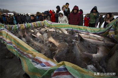 ​吉林：山沟里的鸭嘴鱼遭市民哄抢，渔民一天捕一万斤，每斤卖80元