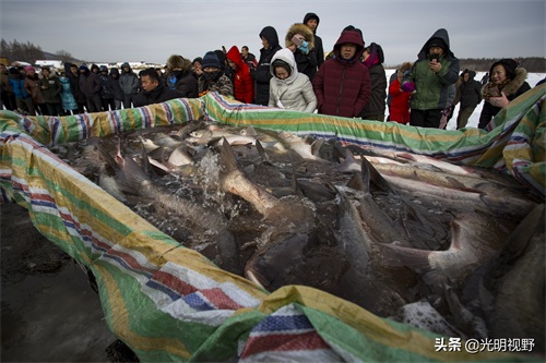 吉林：山沟里的鸭嘴鱼遭市民哄抢，渔民一天捕一万斤，每斤卖80元