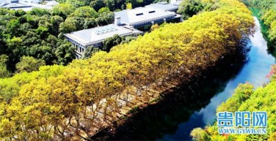 ​贵州花溪：“黄金大道”深秋的绝美画卷