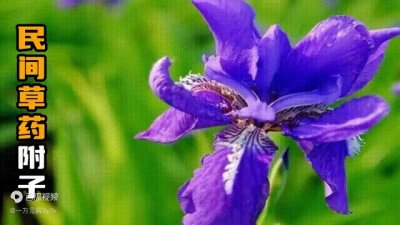 民间草药：附子#寻声周计划